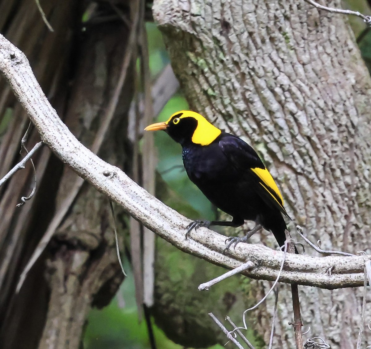 Regent Bowerbird - ML646681129