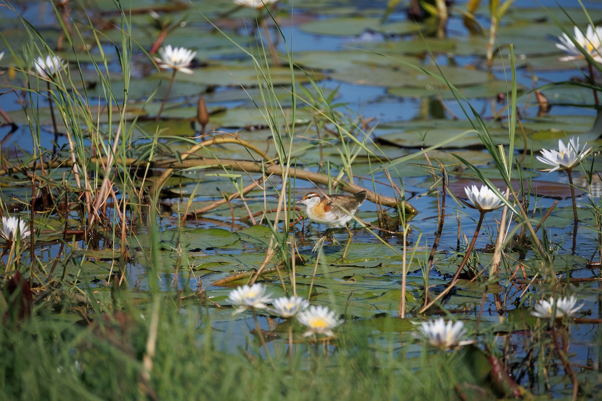 Малая якана - ML646681134