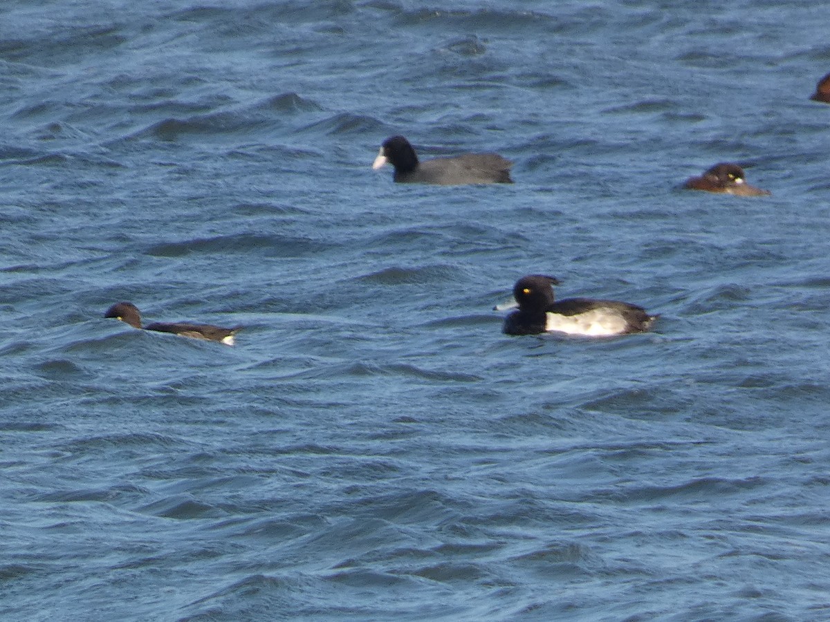 Чернь чубата - ML646681135