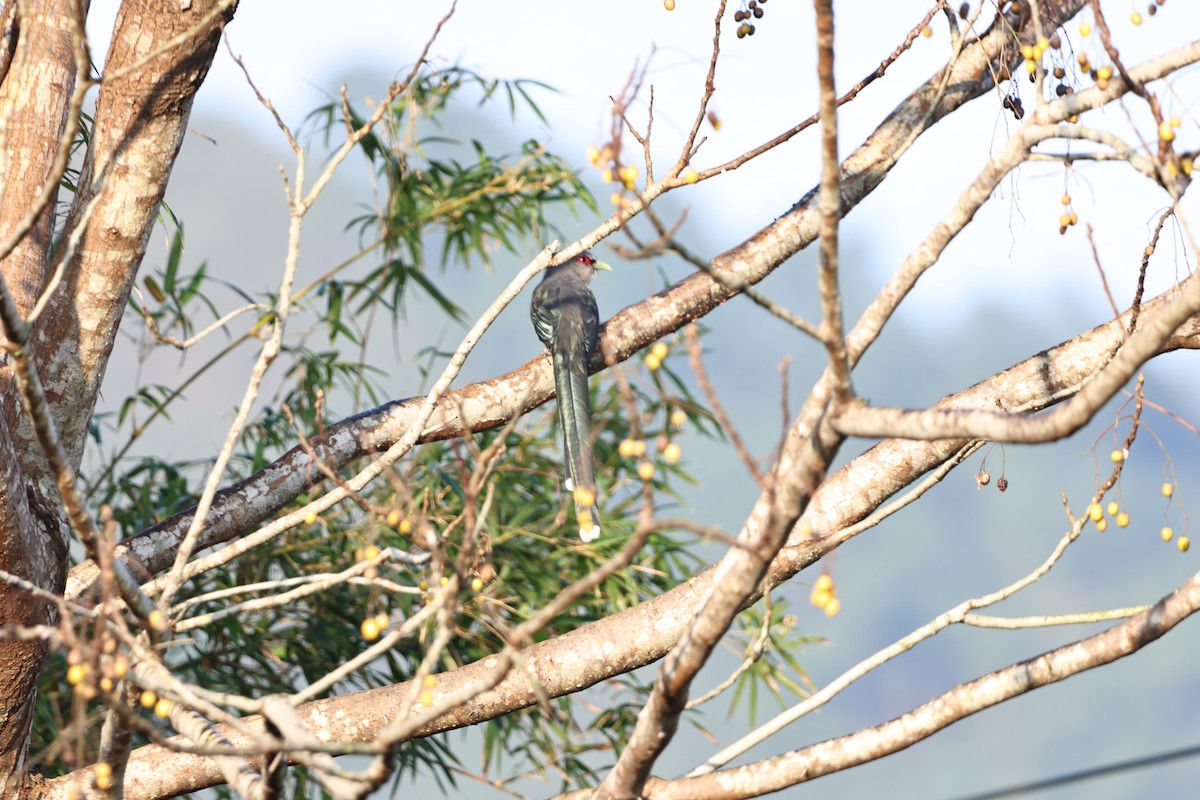 Длиннохвостая малкоа - ML646681136