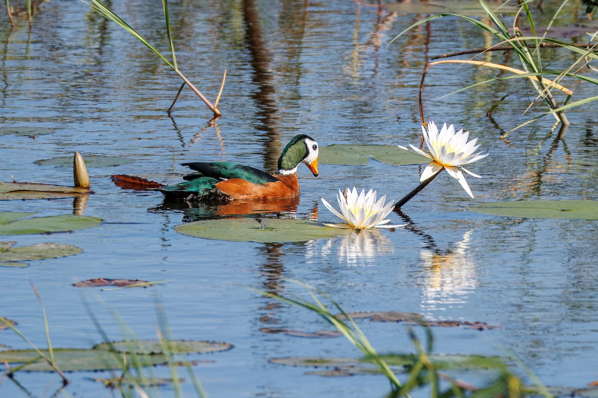 Африканский блестящий чирок - ML646681137