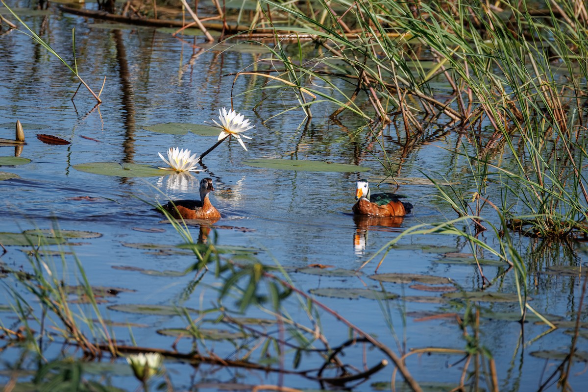 Африканский блестящий чирок - ML646681138