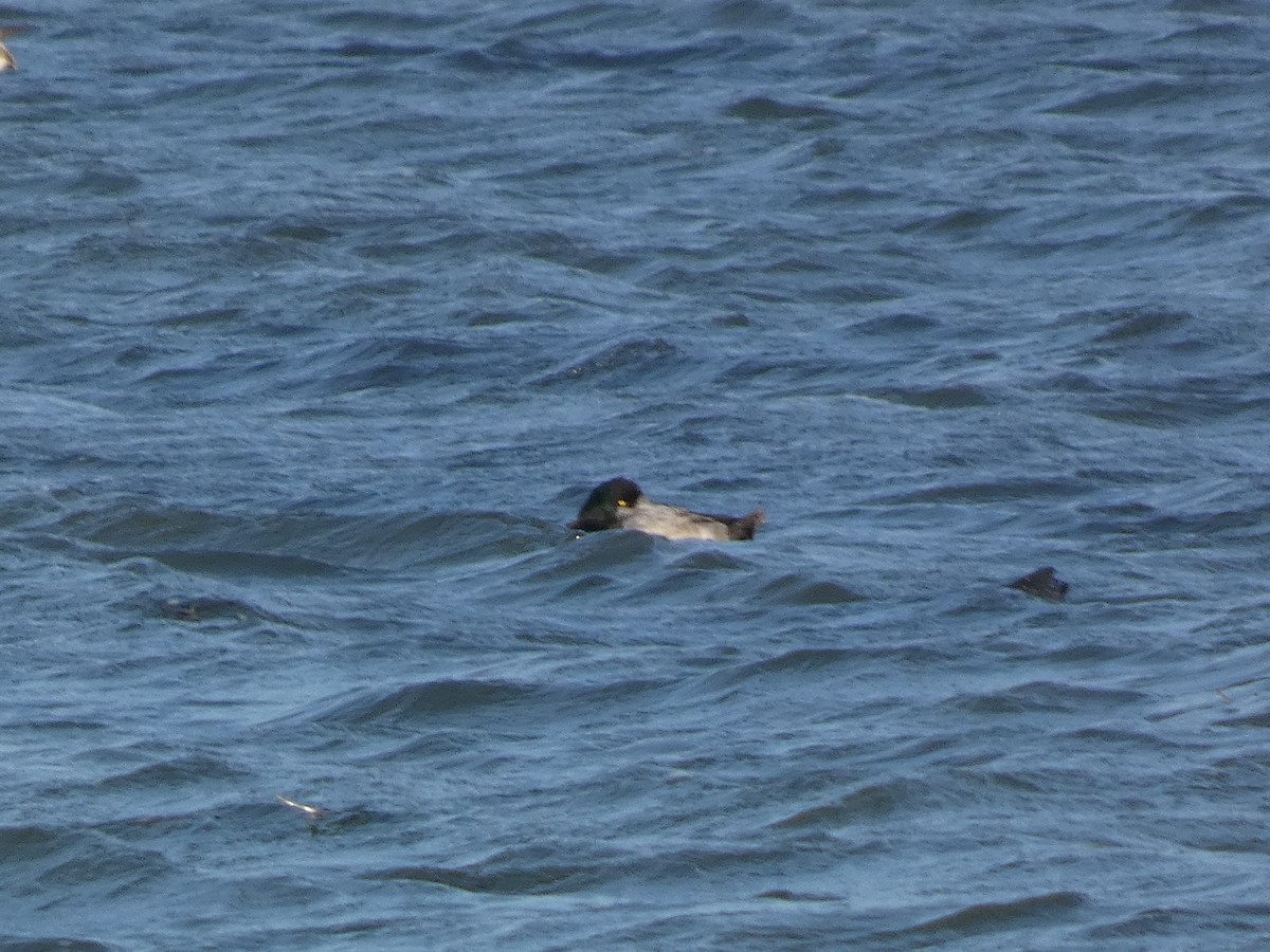 Чернь морська - ML646681139