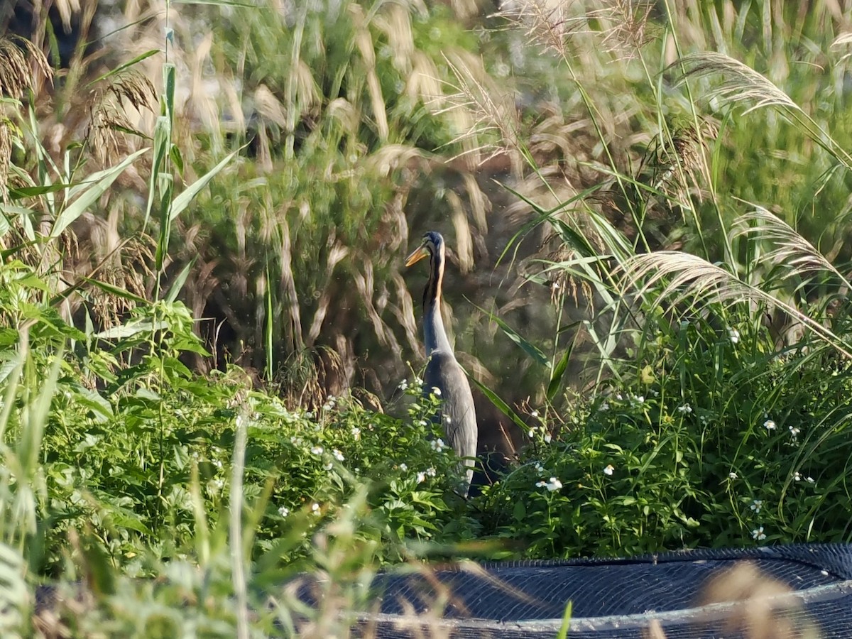 Рыжая цапля - ML646681140