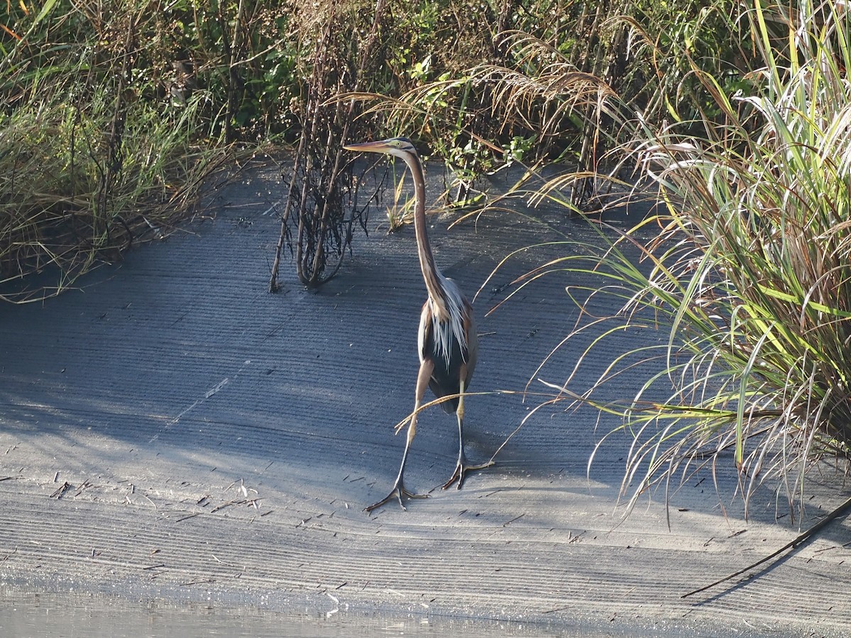 Рыжая цапля - ML646681141