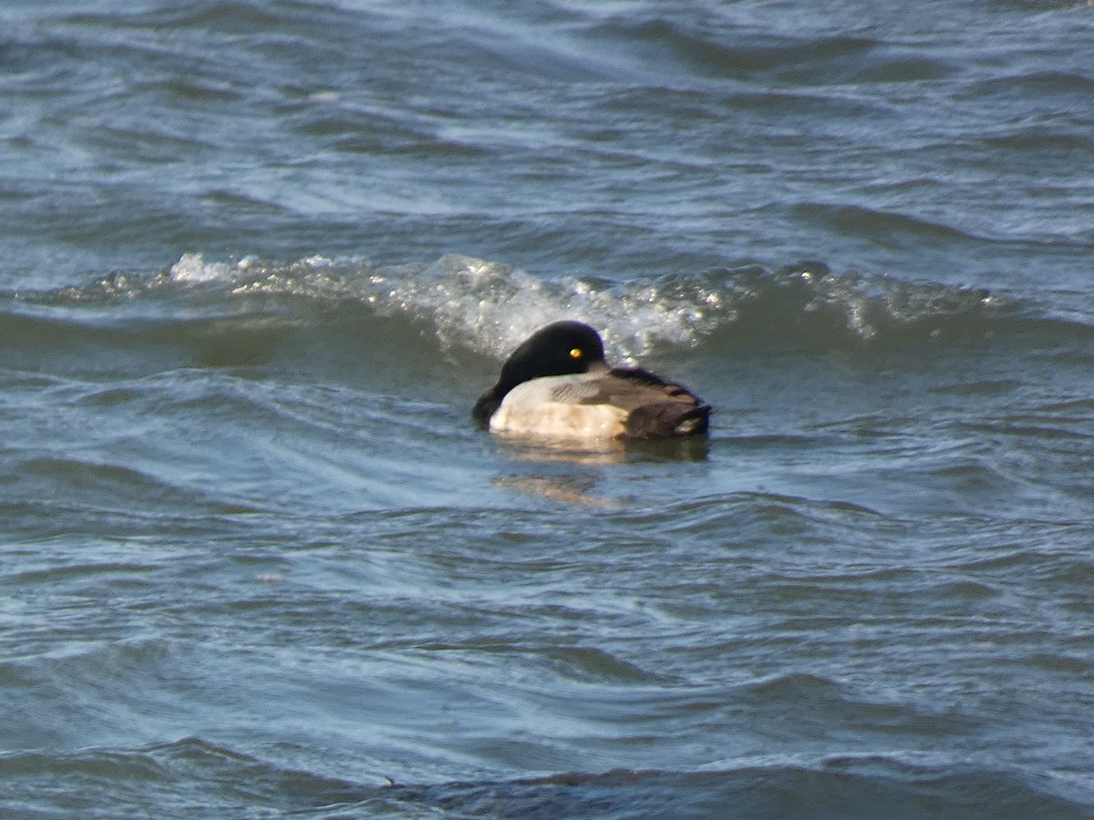 Чернь морська - ML646681142