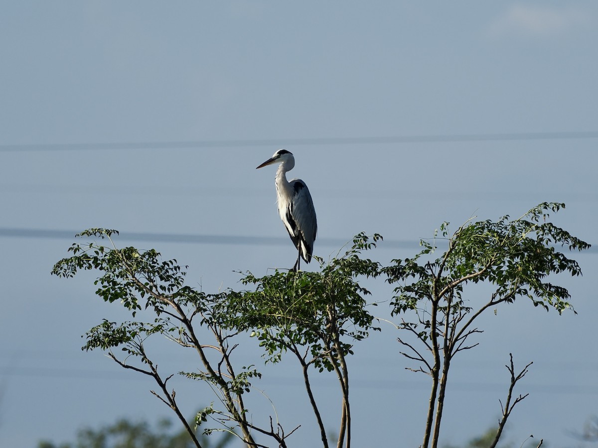 Серая цапля - ML646681143