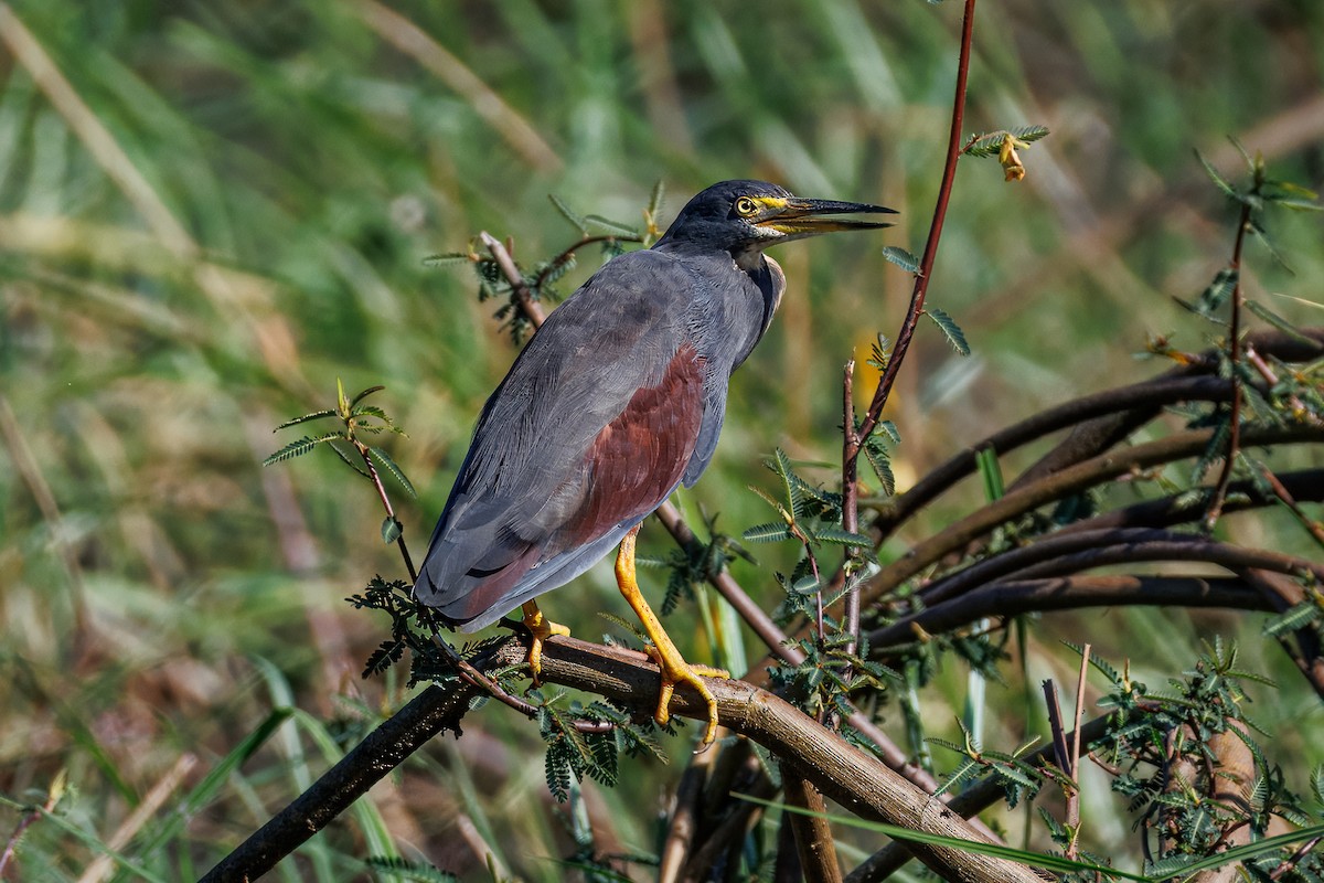 Рыжебрюхая цапля - ML646681144