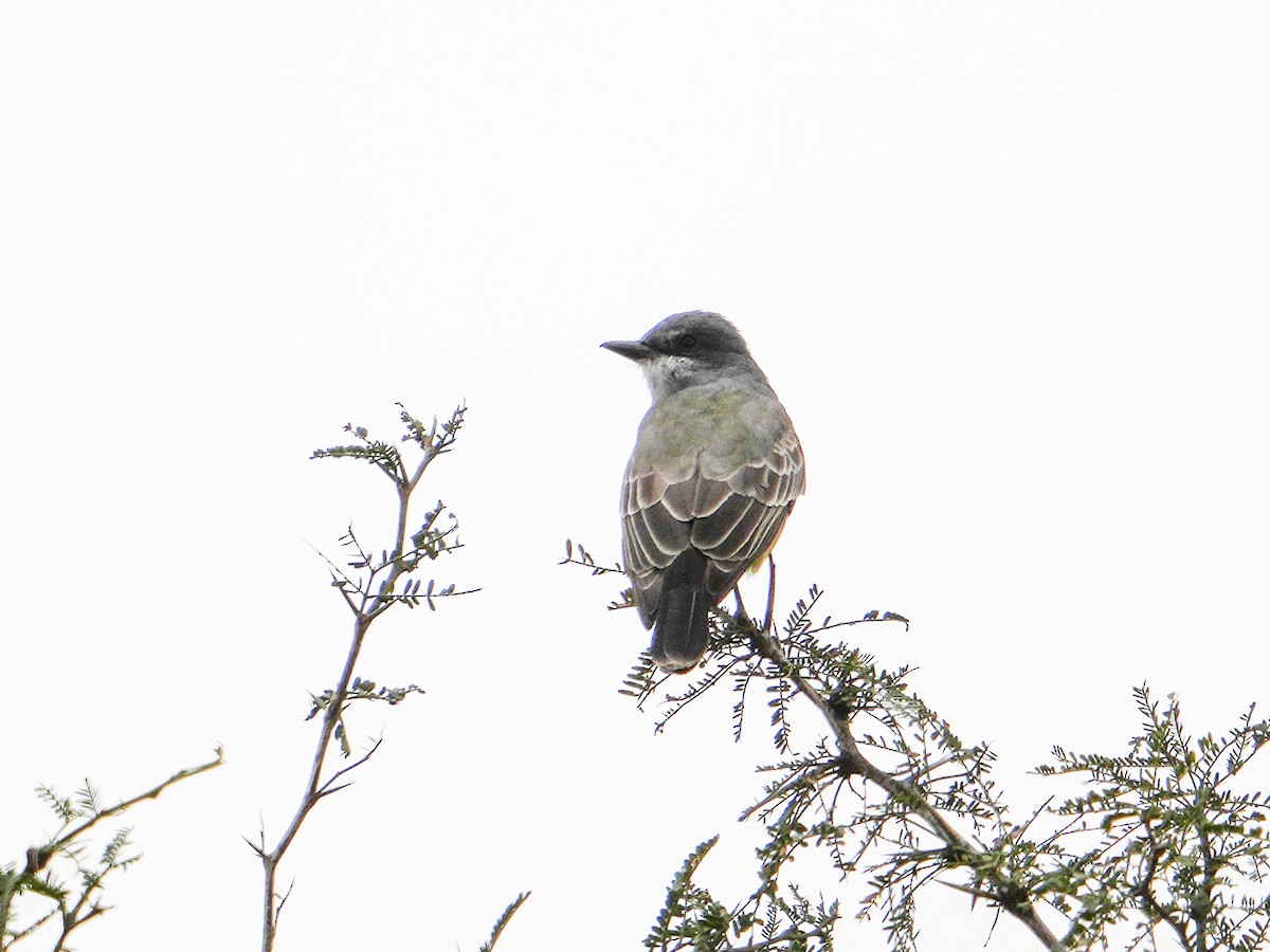 Серогрудый тиранн - ML646681145