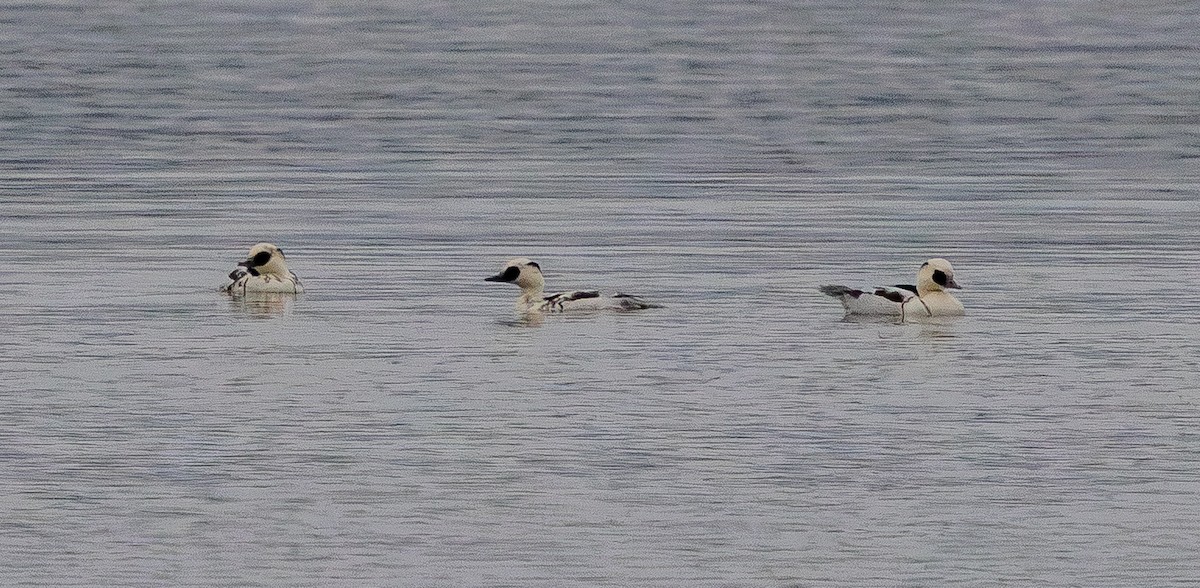 Луток - ML646681146