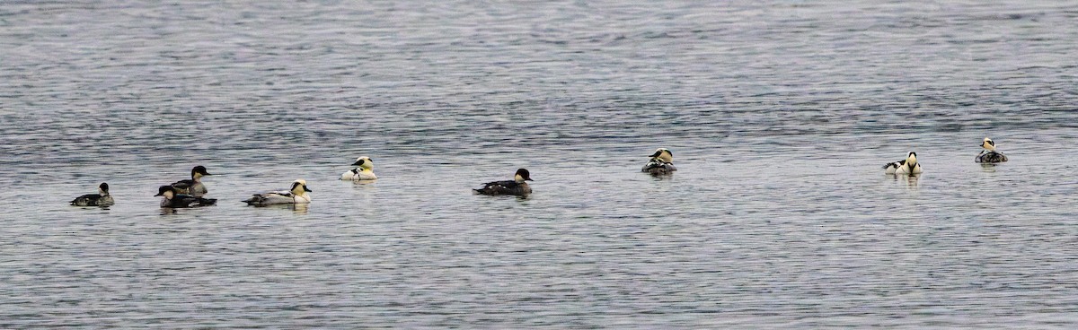 Луток - ML646681147