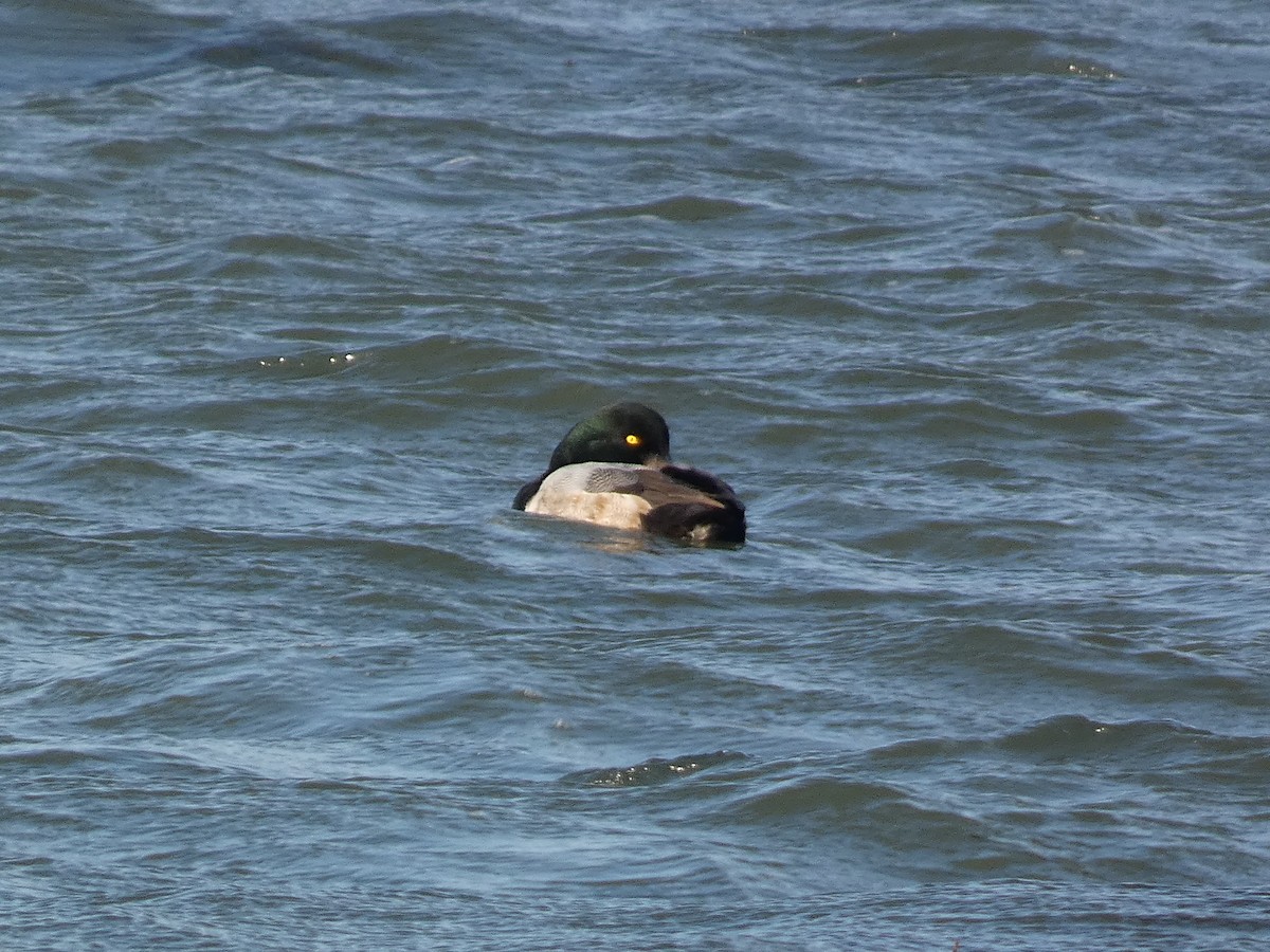 Чернь морська - ML646681148