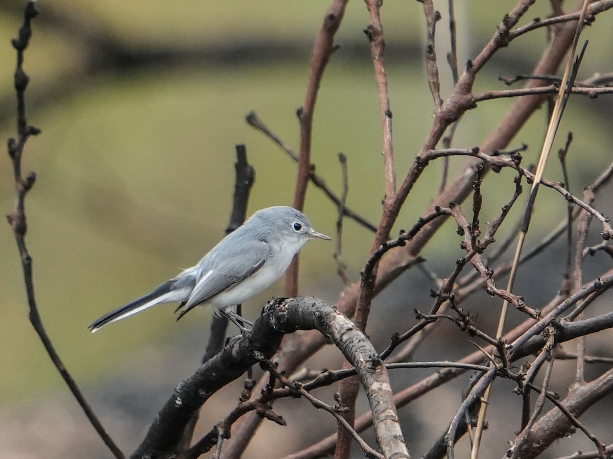 Голубая комароловка - ML646681150