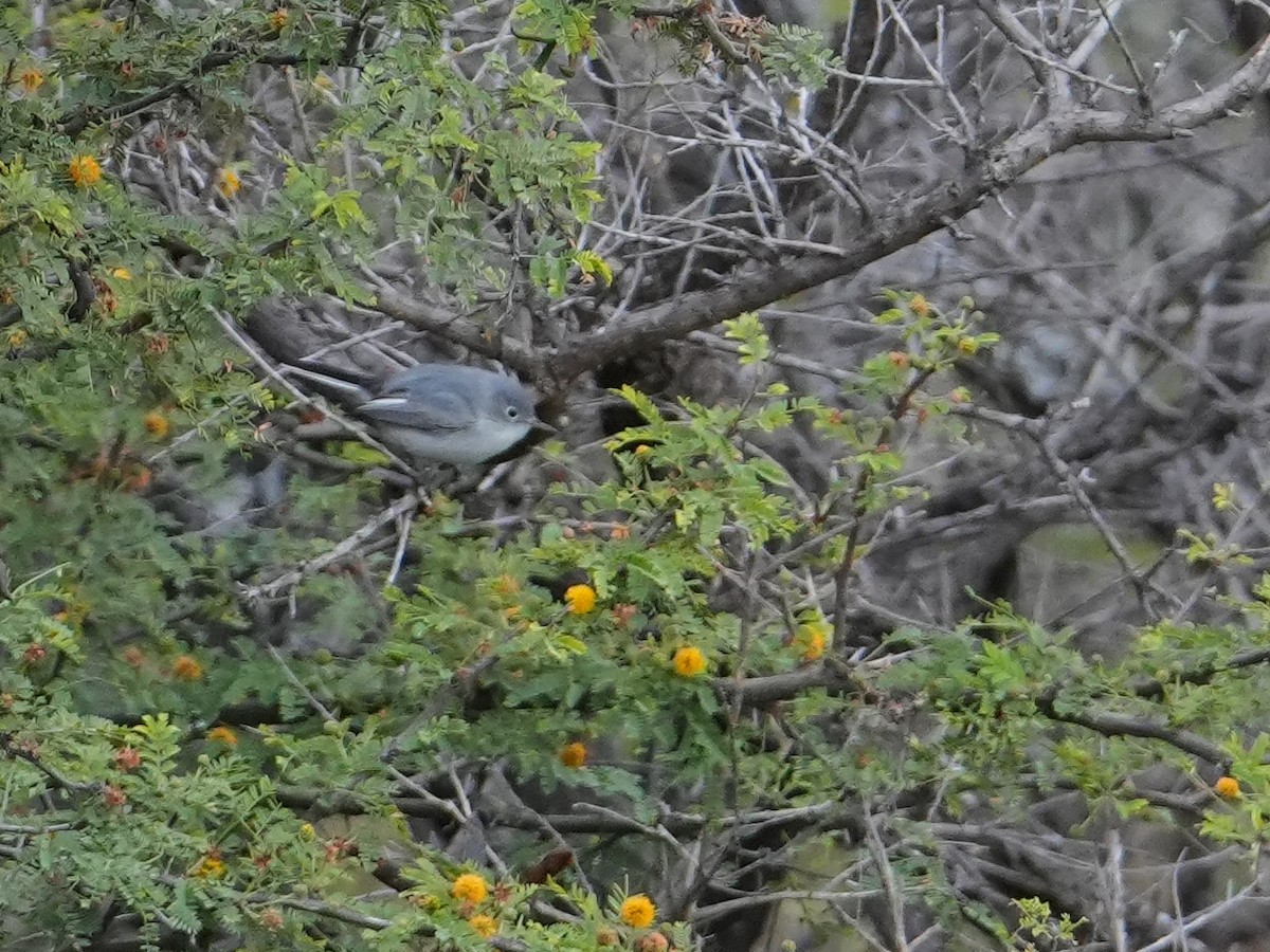 Голубая комароловка - ML646681151