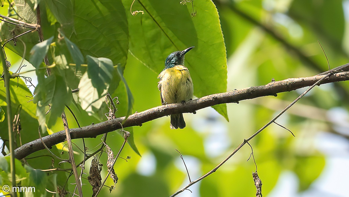 Ошейниковая нектарница - ML646681152