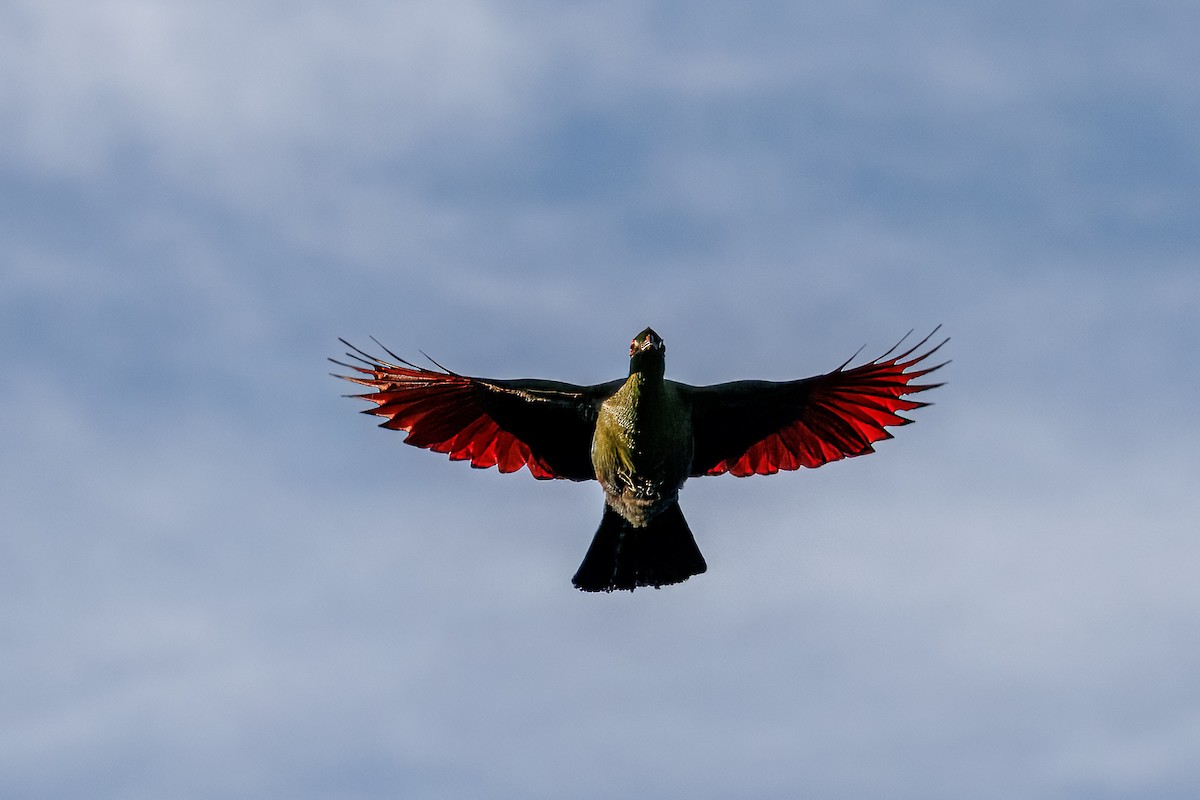 Ангольский турако - ML646681154