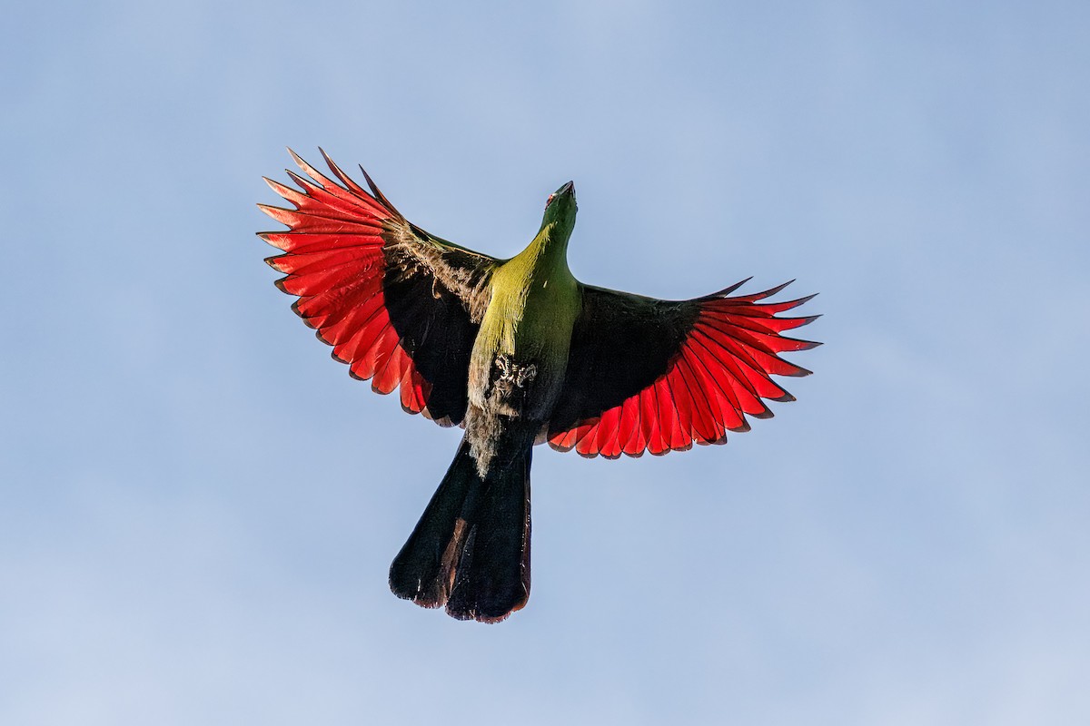 Ангольский турако - ML646681155