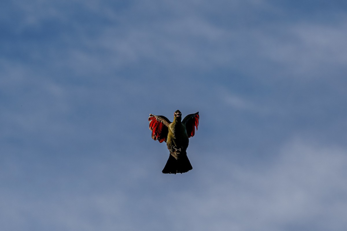 Ангольский турако - ML646681156