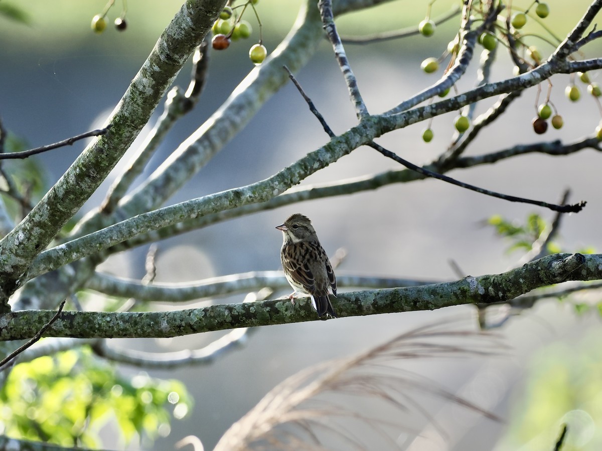 Седоголовая овсянка - ML646681157