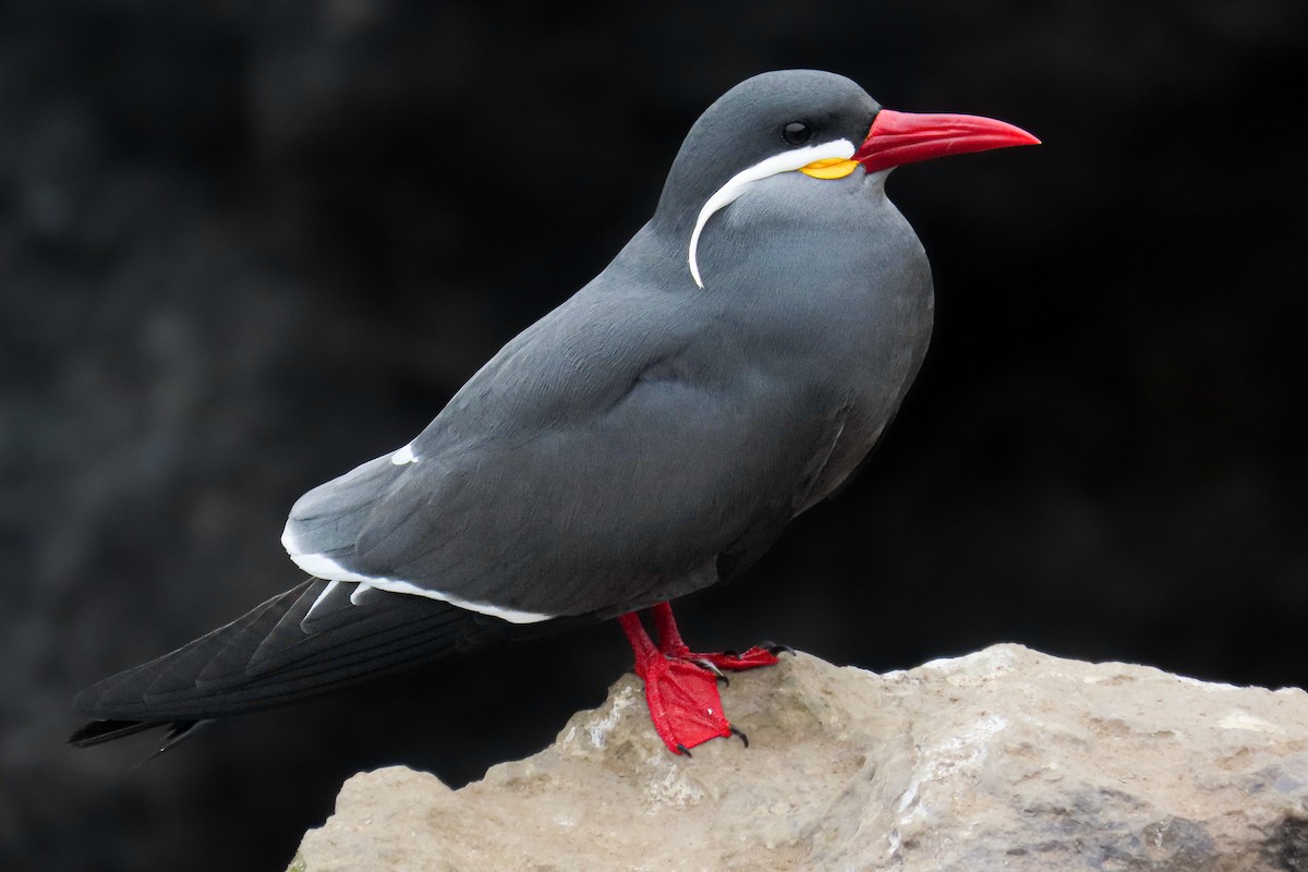 Крачка-инка - ML646681158