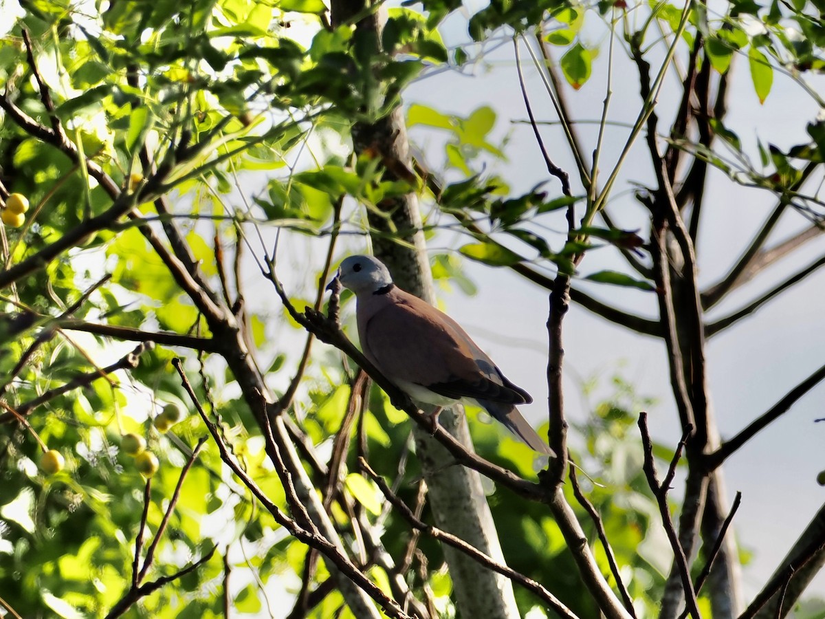 Короткохвостая горлица - ML646681161