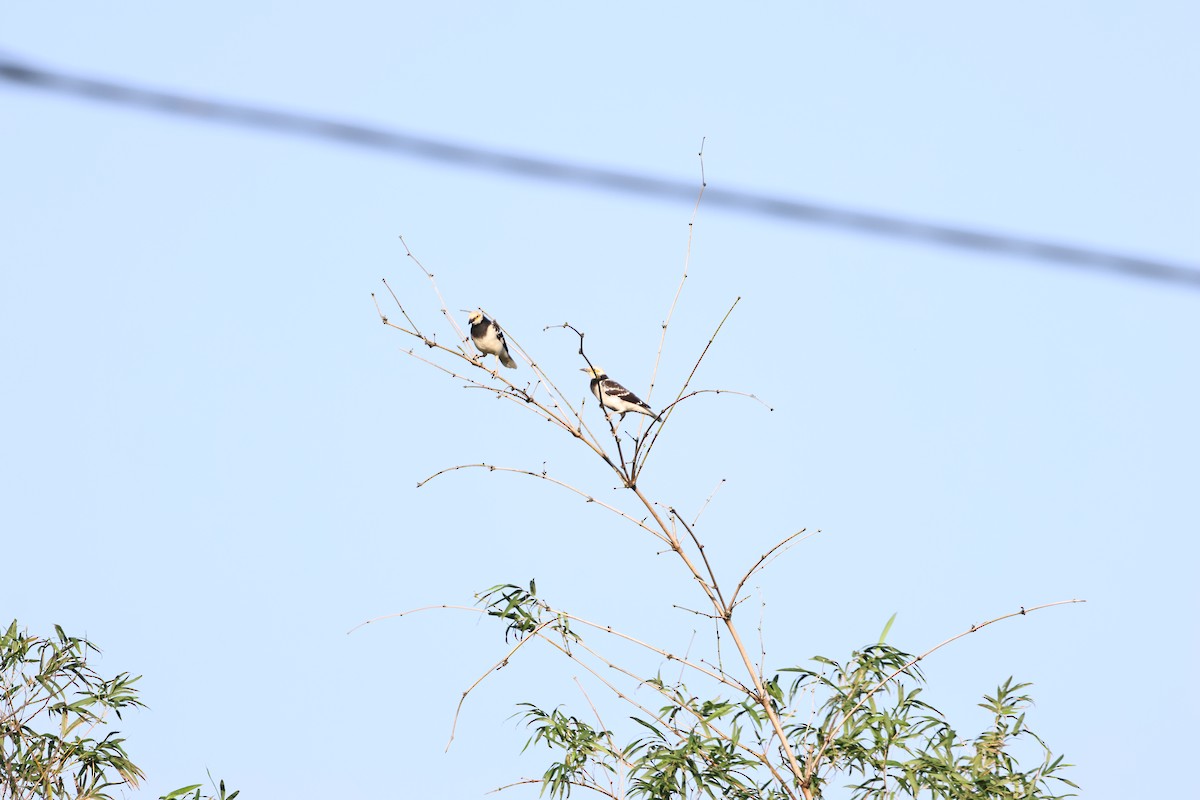 Черношейный скворец - ML646681162