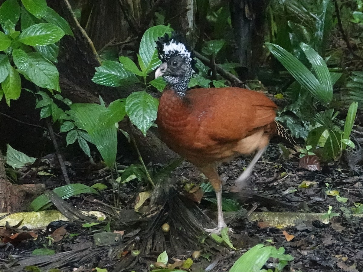 Большой кракс - ML646681163