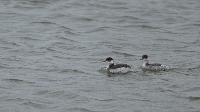 Eared Grebe - ML646681165