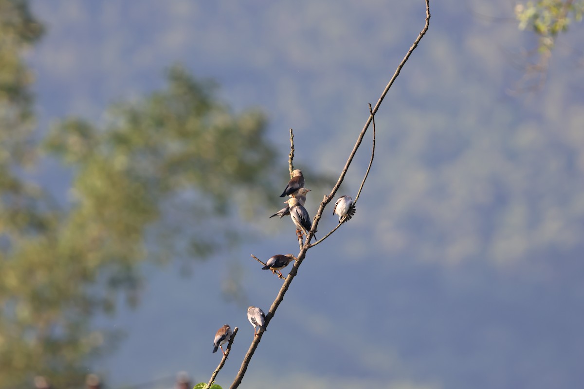 Red-billed Starling - ML646681166