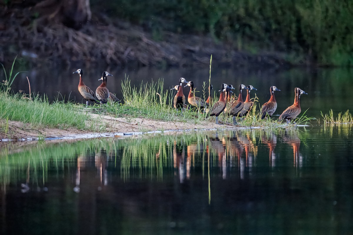 husička vdovka - ML646681167