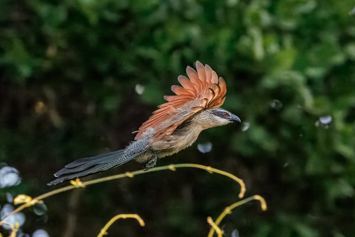 kukačka bělobrvá - ML646681169