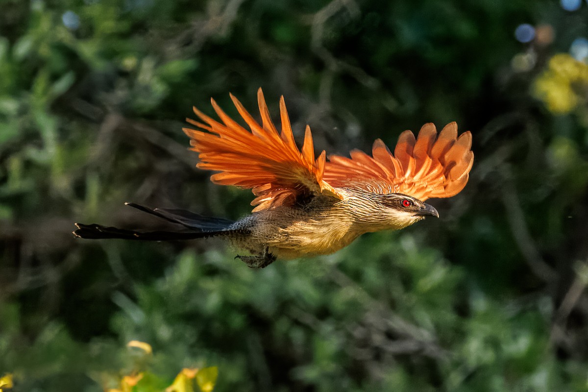 kukačka bělobrvá - ML646681170