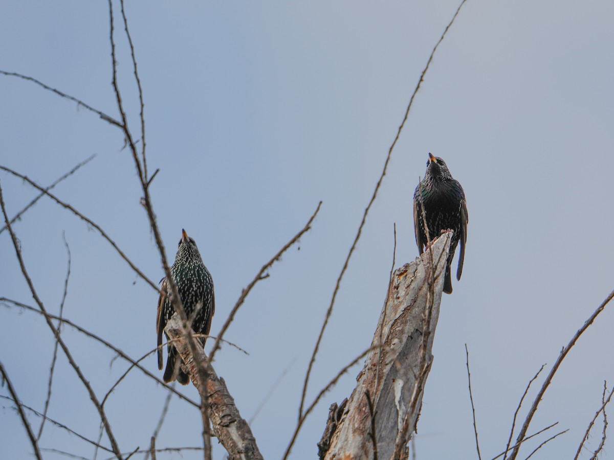 ホシムクドリ - ML646681171