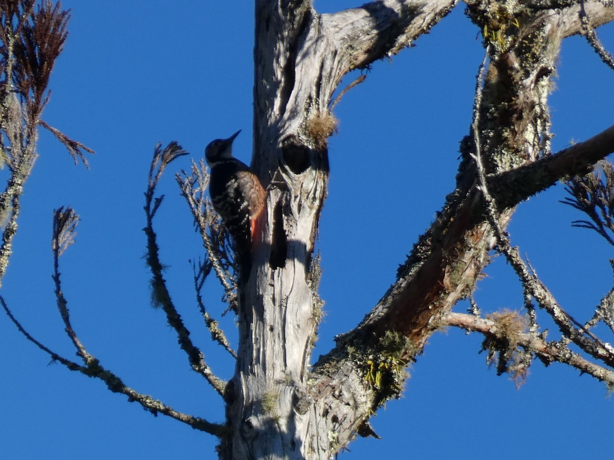 Дятел білоспинний - ML646681177