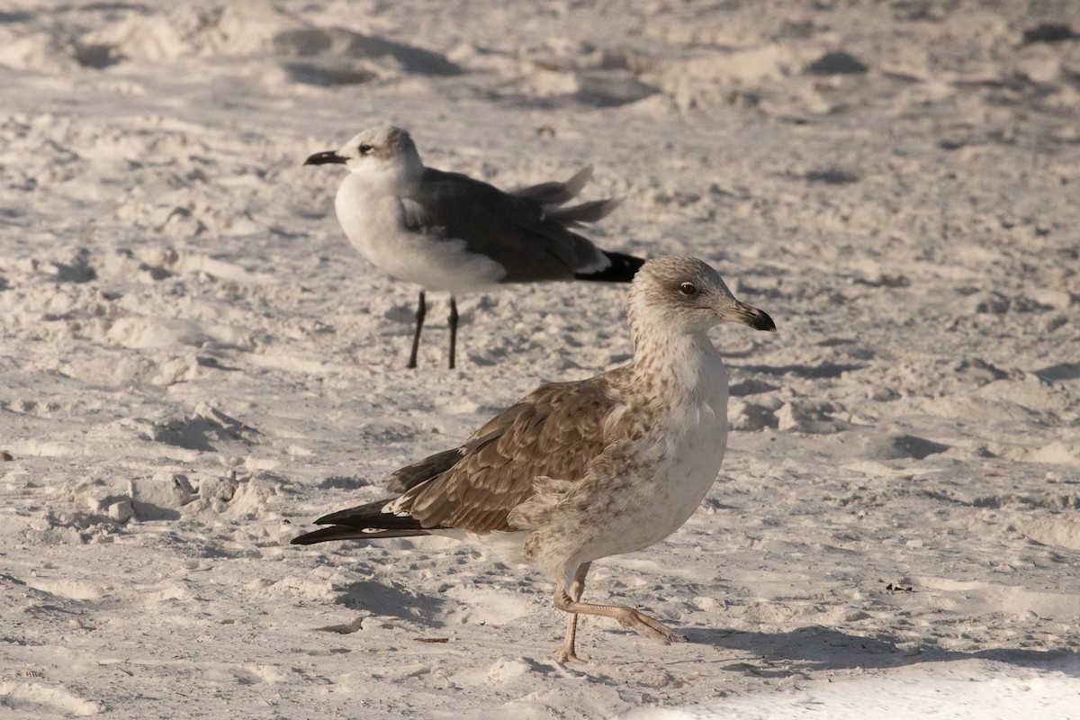 Kara Sırtlı Martı - ML646681178