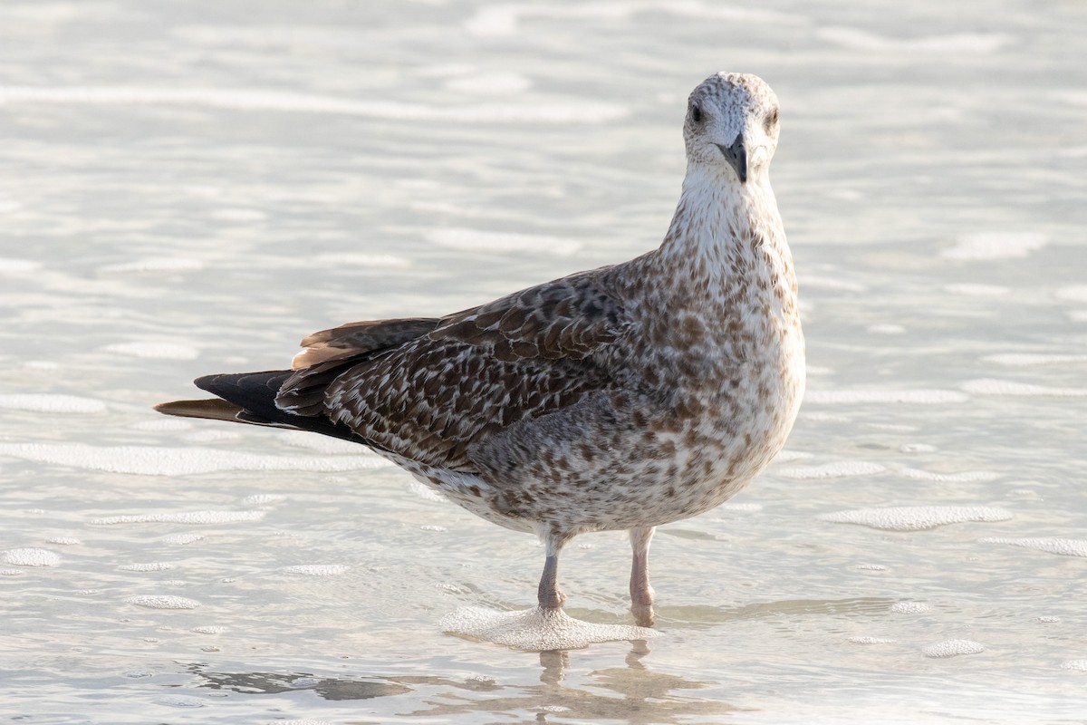 Kara Sırtlı Martı - ML646681179