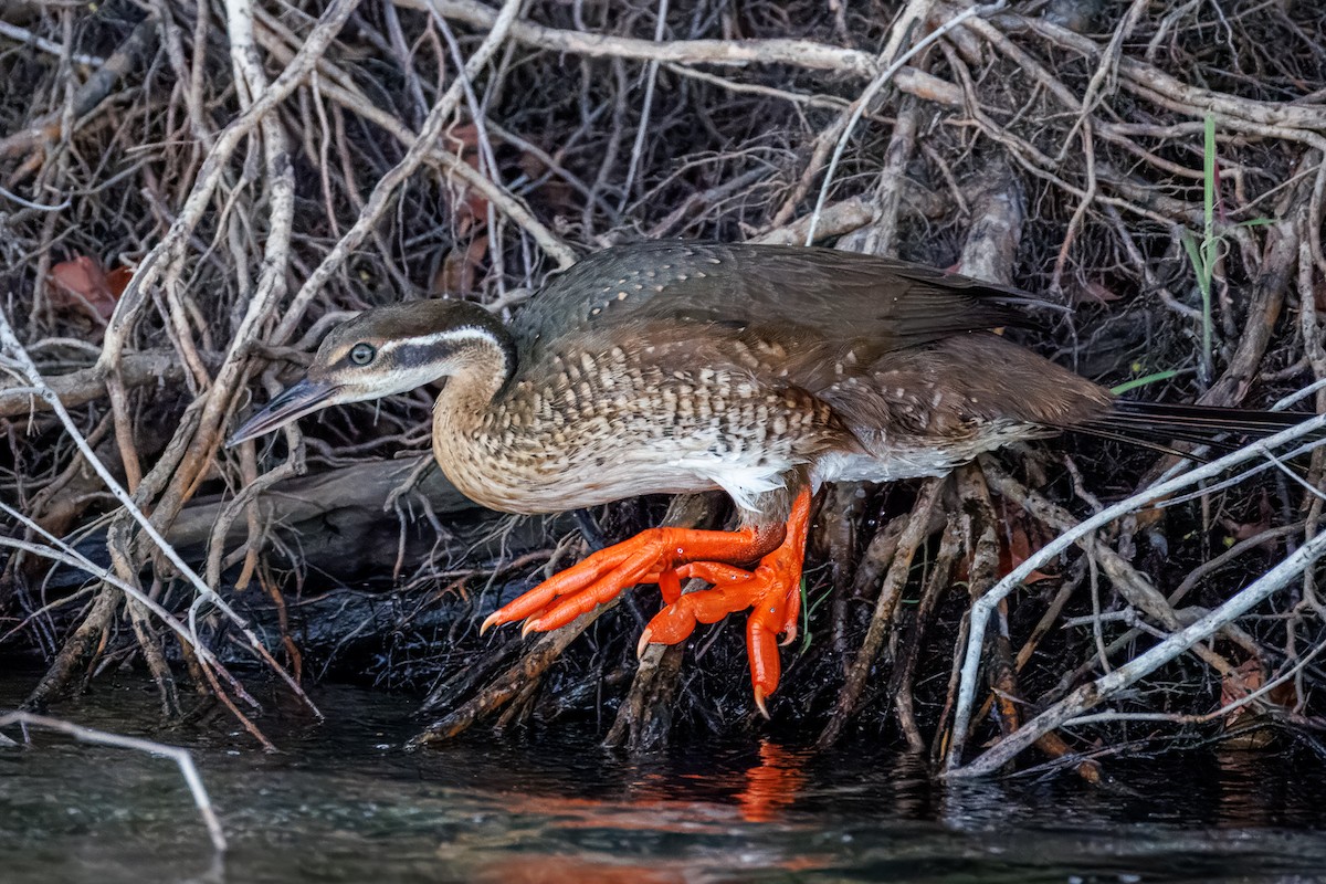 chřástalec africký - ML646681180