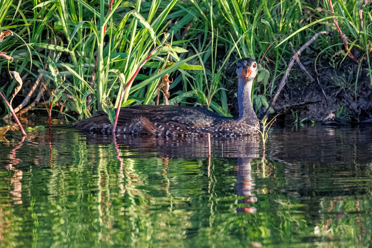 chřástalec africký - ML646681181