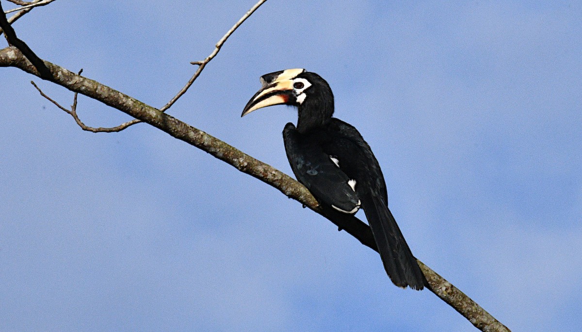 Oriental Pied-Hornbill - ML646681182