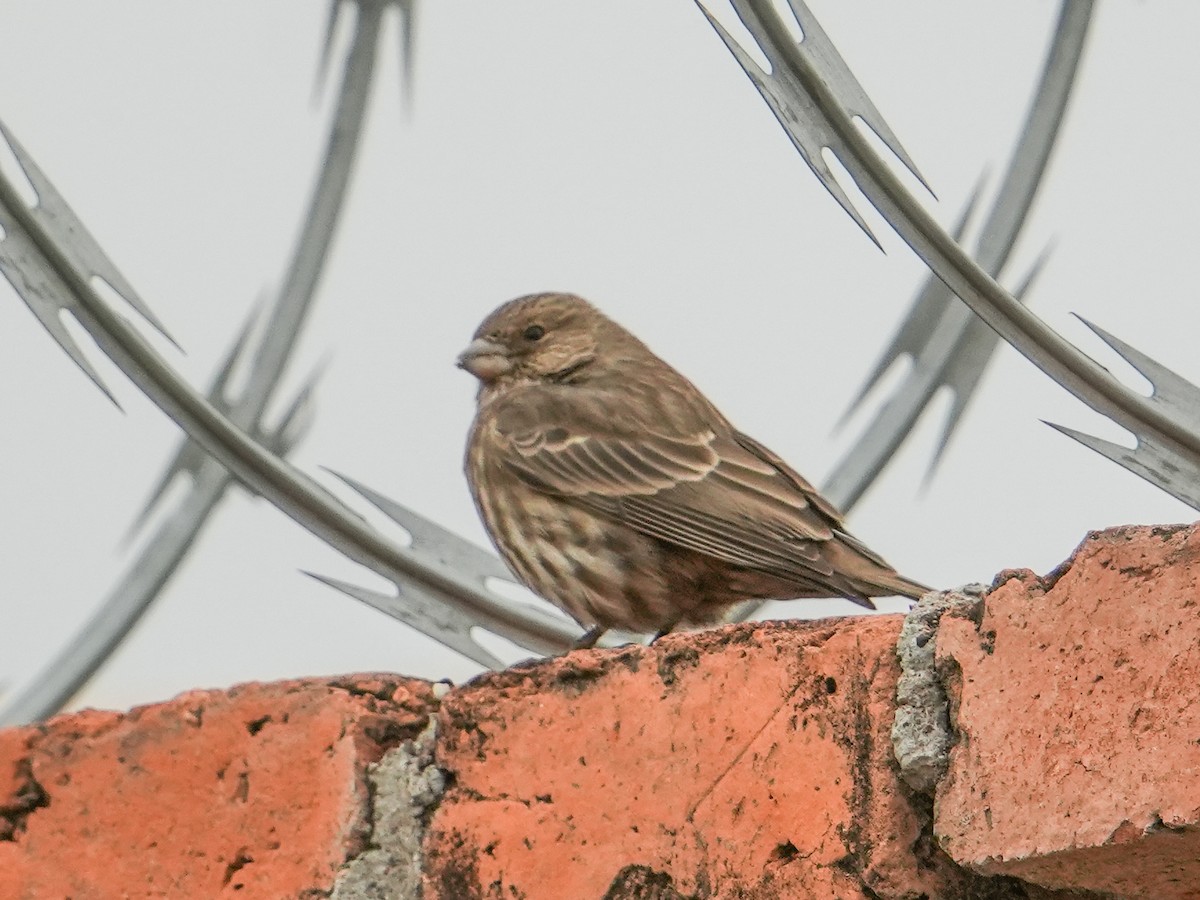 メキシコマシコ - ML646681183