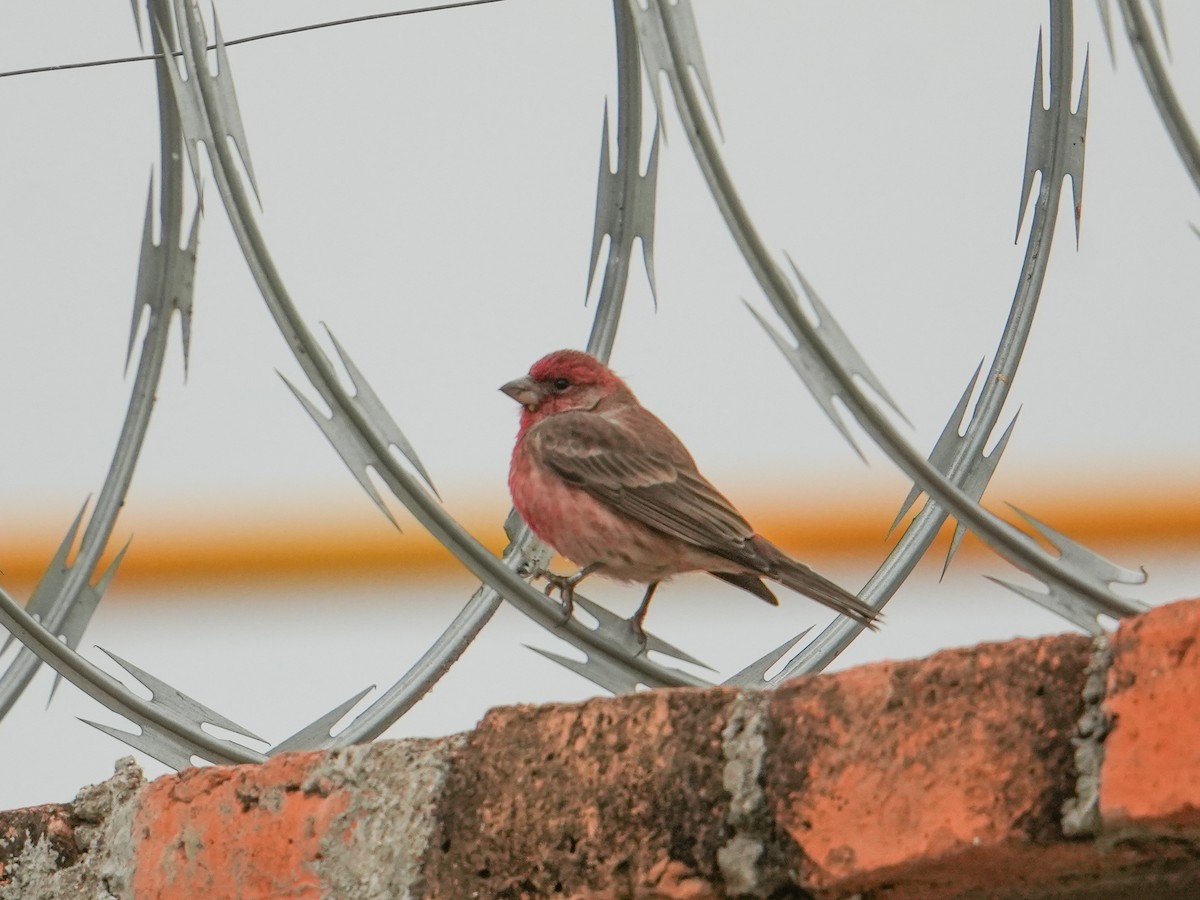 メキシコマシコ - ML646681184