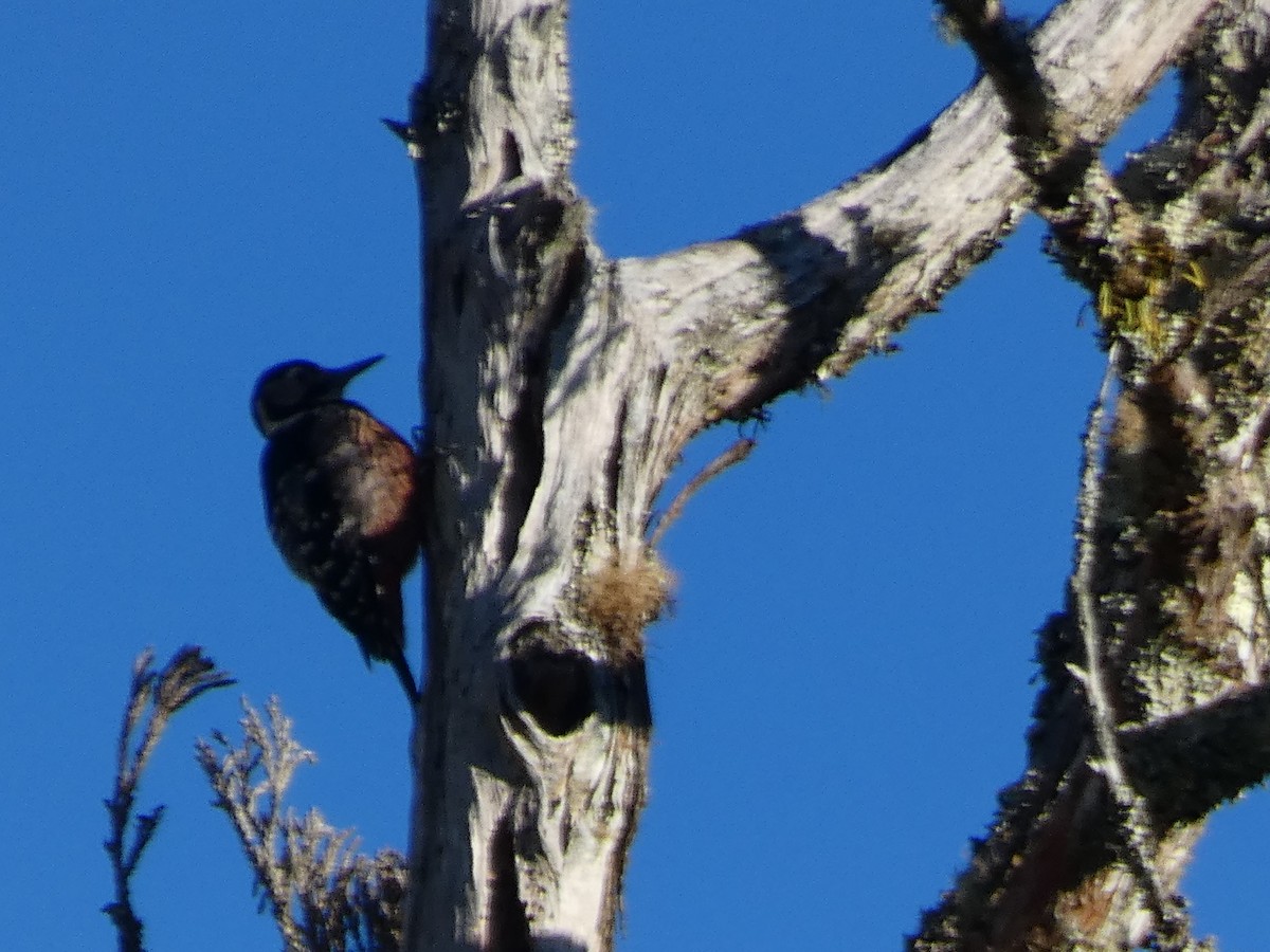 Дятел білоспинний - ML646681194