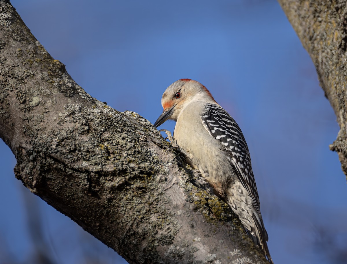 Red-bellied Woodpecker - ML646681195