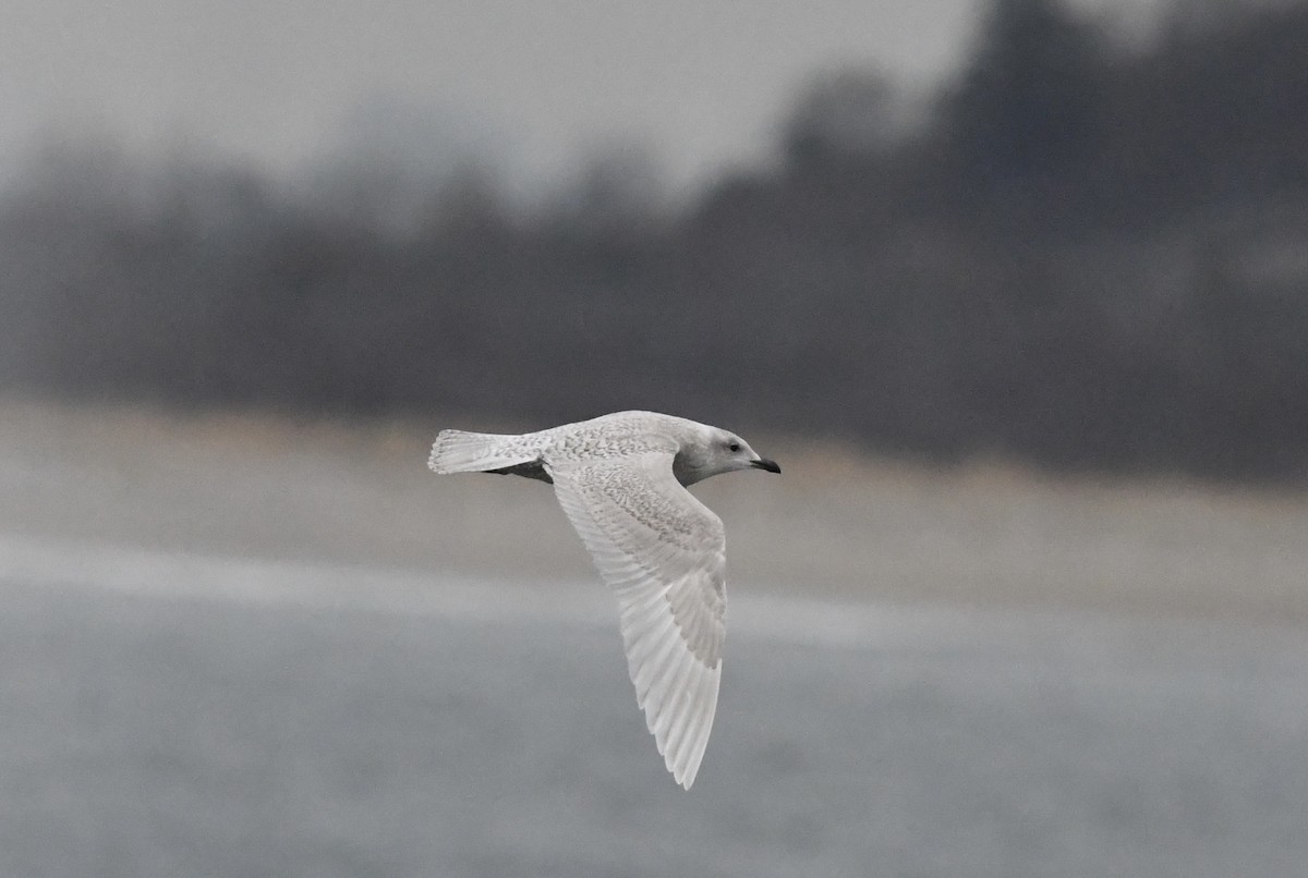 Polarmöwe (Kumlienmöwe) - ML646681196