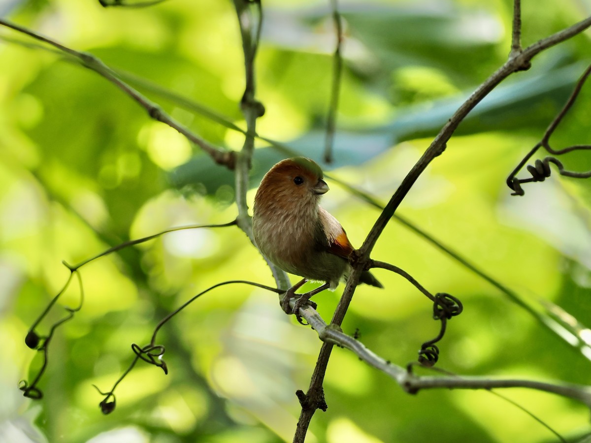 Picoloro de Webb - ML646681197