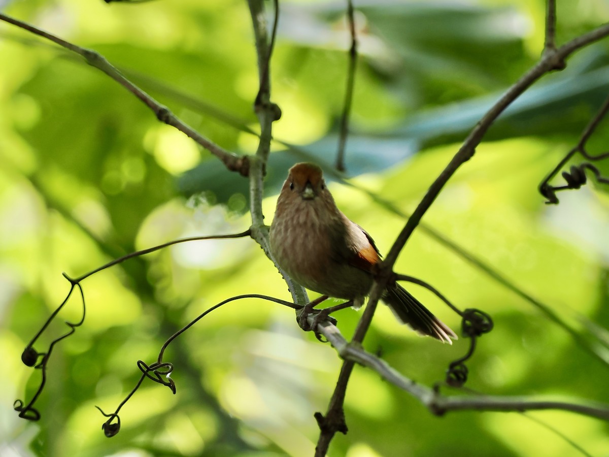 Picoloro de Webb - ML646681198