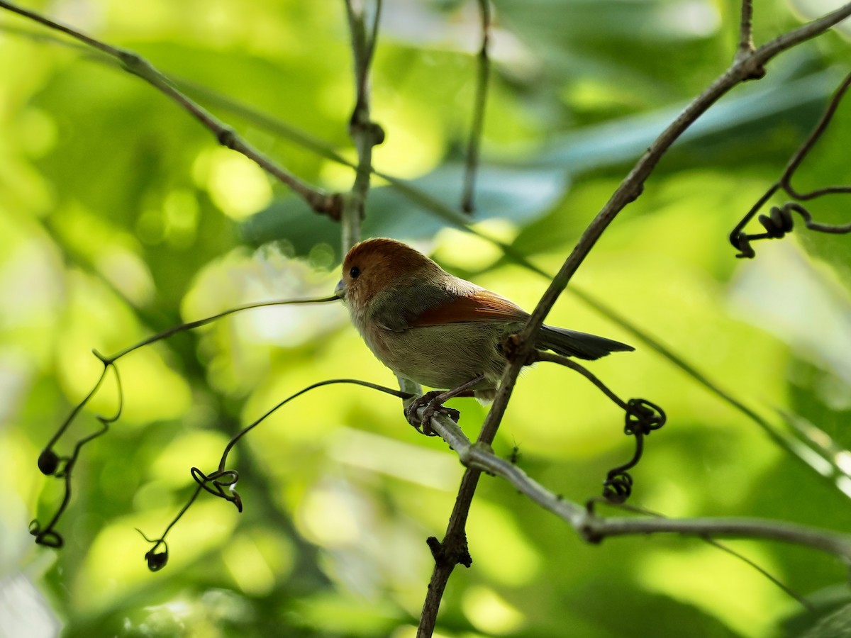 Picoloro de Webb - ML646681200