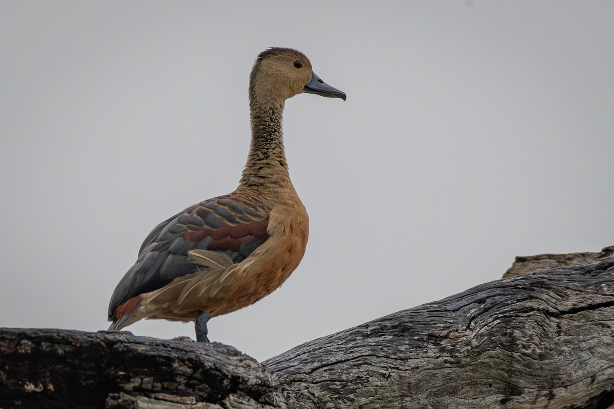 Suirirí de Java - ML646681201