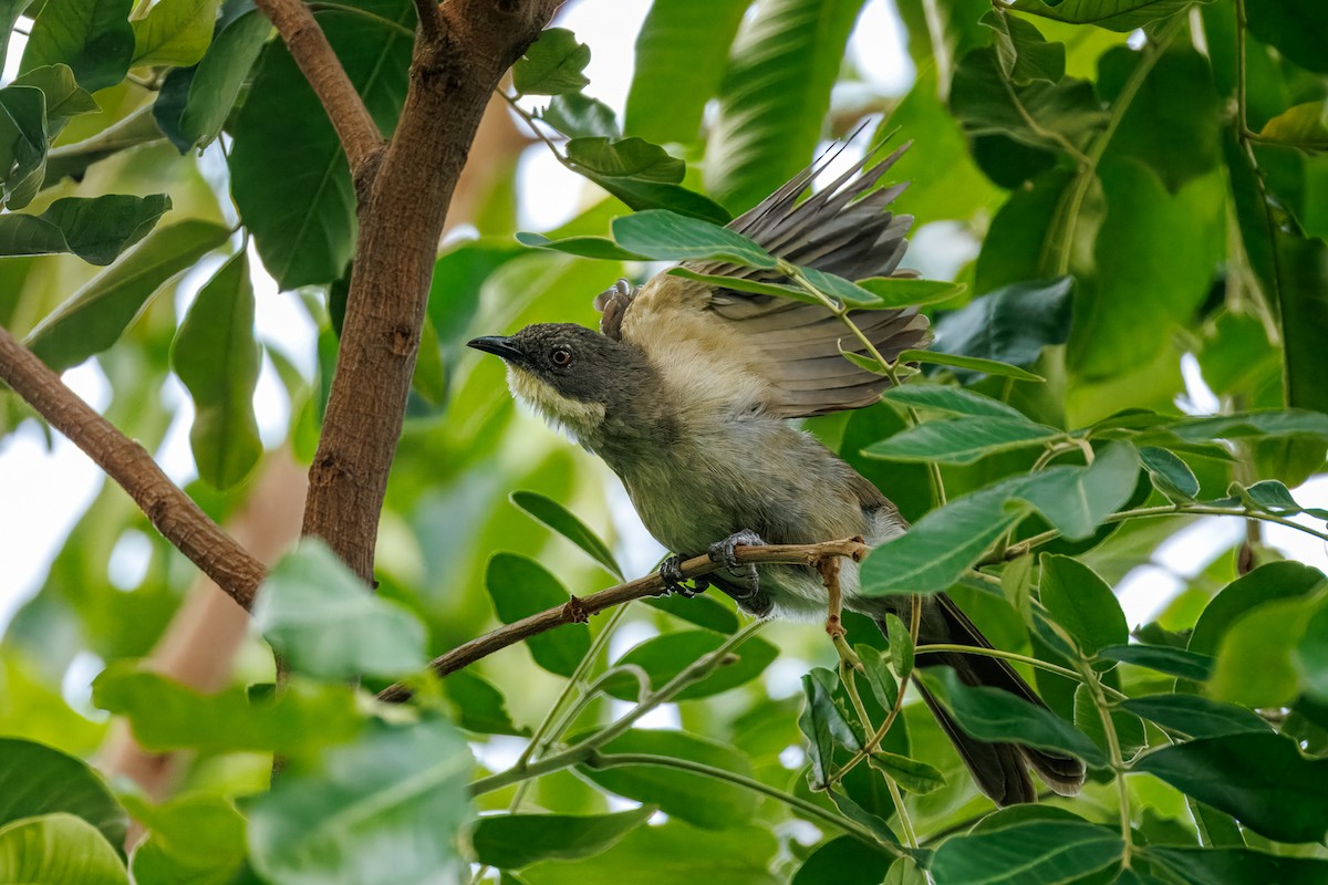 Bulbul Gorjiclaro - ML646681202