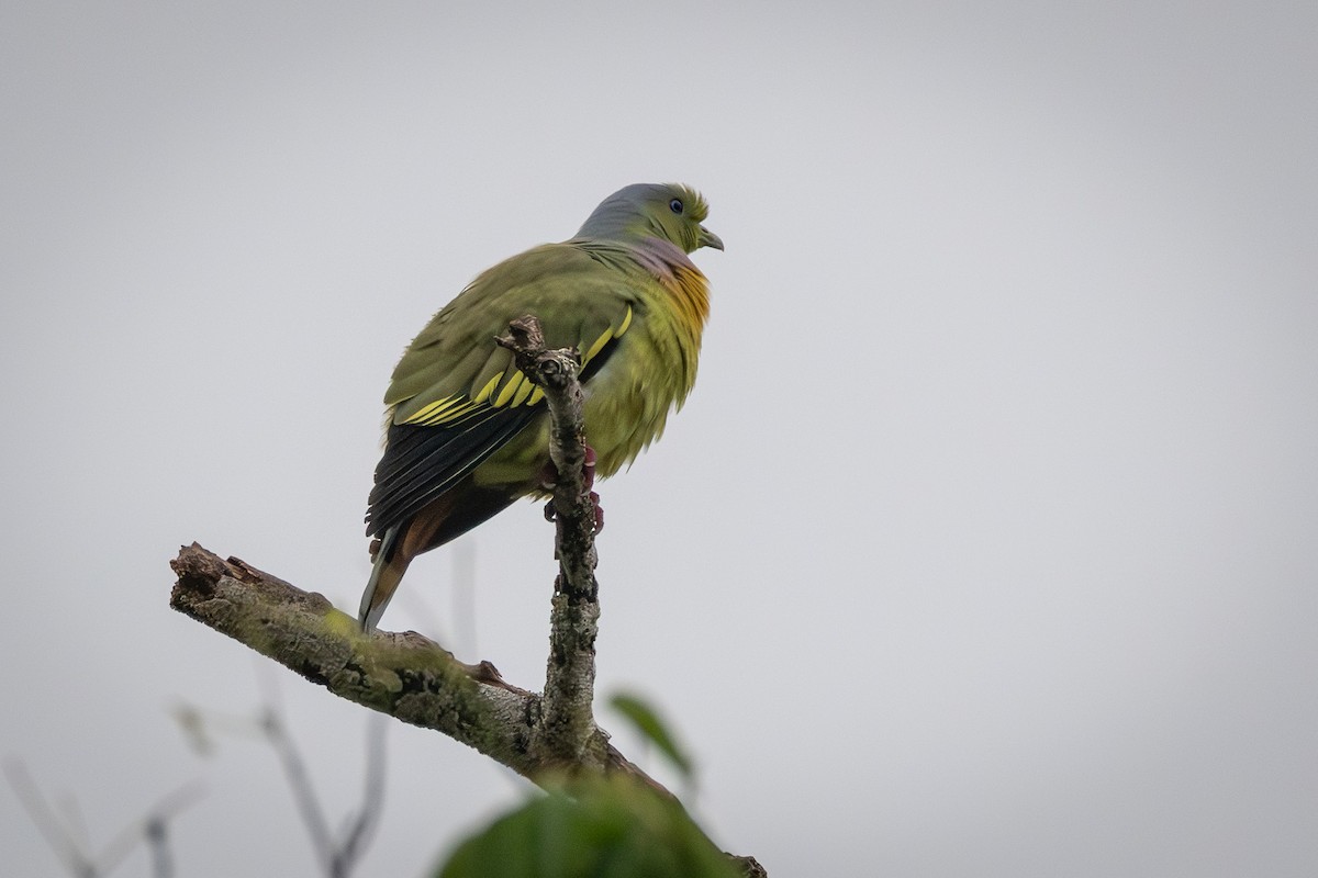 Vinago Bicinta - ML646681204